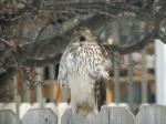 One of the local Sharp-Shinned Hawks...