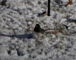 And one of several Dark-Eyed Juncos...