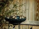 House Sparrows taking their bath...how cute!