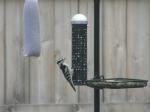 A Downy Woodpecker...