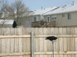 A mated pair of Crows enjoying peanuts...