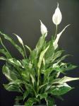 Peace Lily Domino (spathiphyllum)