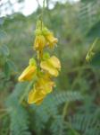 Rattlebox - Yellow Flowers