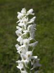 White Bog Orchid.