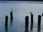 Old pilings/dock at Kennedy Creek on Eld Inlet