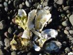 Oyster Shells at Potlatch