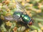 Green bottle fly.