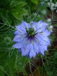 Nigella