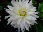 Dahlia "Crazy Love"