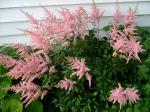 Astilbe