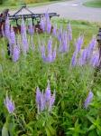 Veronica longifolia I think