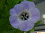 Nicandra