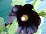 Black Hollyhock