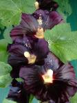 Black Hollyhock fading