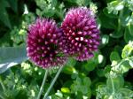 Drumstick Allium