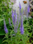 Veronica Spicata