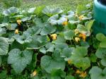 Compost pumpkin plant 