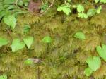 Moss-Didn't know there were so many different kinds and sizes