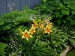 yellow & red daylilies/Solomons Seals/Hostas/Annabelle Hydrangea
