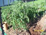 tomato plants July 15