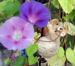 Flying Pig with Morning Glories