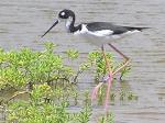 Black necked stilt.