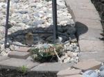 Female House Sparrow deciding on what to choose to build her nest...