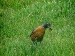 Male Robin...dinner anyone?