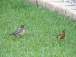 Baby Robin taking lessons from Mom...