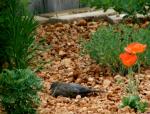 Morning Dove napping in the garden...