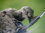 Baby Morning Dove preening just outside our window...Awwwww