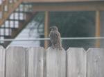 then sitting on our fence...