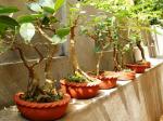my bonsai collection