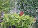 Male Cardinal looking for bug grub in our potted plants...