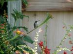 An immature male Ruby Throated Hummingbird in our garden...