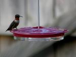 male RT Hummingbird at one of our 9 feeders we put out starting mid-August...
