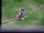 and my fav Hummingbird pic of all...isn't she adorable?