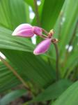 Ground Orchid ready to bloom