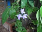 Balloon Flower