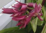 Lily with a hummingbird moth and a spider