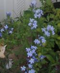 Close up of my Plumbago