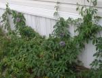 Passion Flower on the side of my house