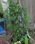 Passion Flower on green house door