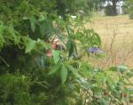 On my bench beside the cedar