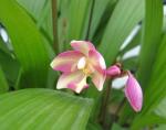 Ground Orchid Bloom