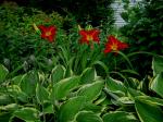 Beautiful red Daylilies behind some Hostas