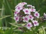 Phlox...