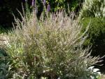 Dusty pink flowers and silverish foliage on this heather