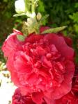 Hollyhock: Alcea rosea "Chater's Double Red"