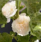 Alcea rosa 'Chater's Double Icicle'